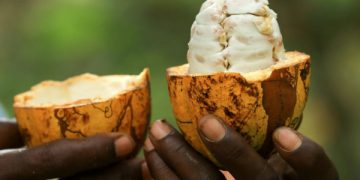 cocoa fruit pulp