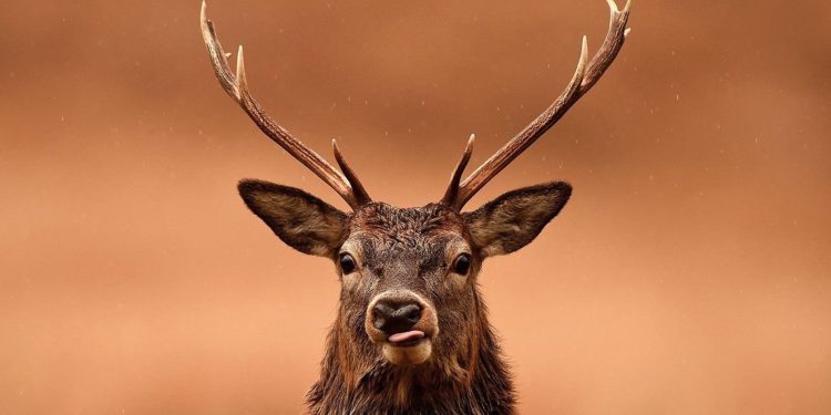 Less barley, more deer: Covid is changing rural Britain