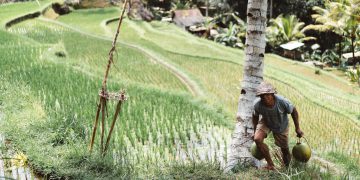 Intensive farming and climate change are reducing food security