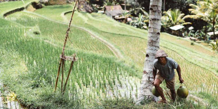 Intensive farming and climate change are reducing food security