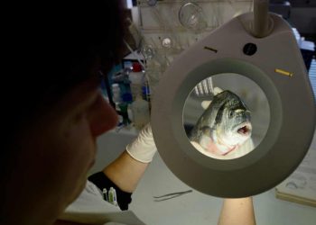 Fraud: nearly 40% of seafood in study mislabelled