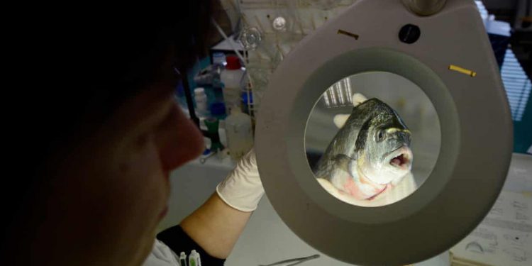 Fraud: nearly 40% of seafood in study mislabelled