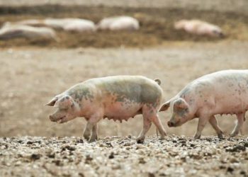 English pork processors seek help after China ban