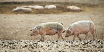 English pork processors seek help after China ban