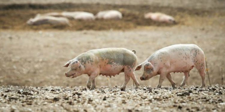 English pork processors seek help after China ban