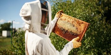 Boosting bee diversity can help stabilise crop production
