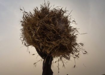 A fifth of food-output growth lost to climate change