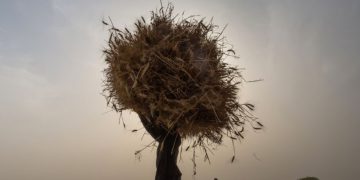 A fifth of food-output growth lost to climate change