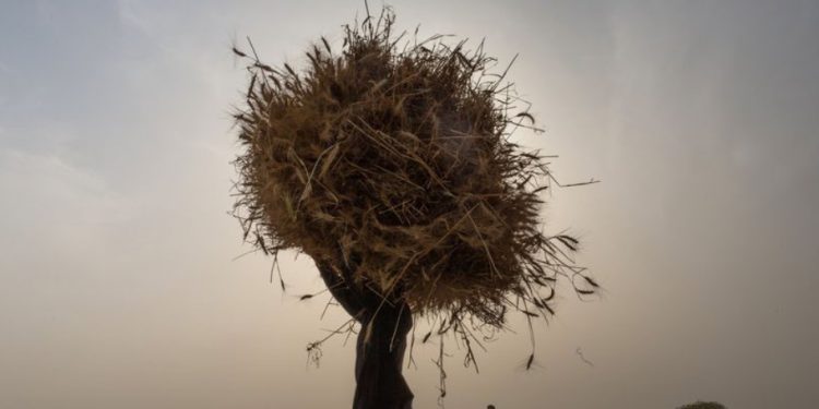 A fifth of food-output growth lost to climate change