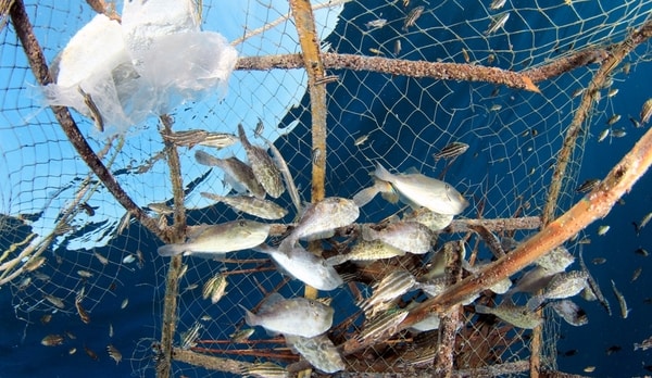 MARGIN FISHING FOR BIG FISH! (Pellets vs Meat!) 