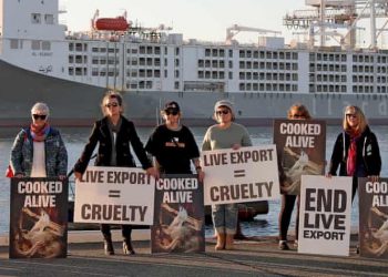 Animals recognised as sentient beings in UK law