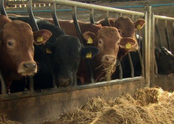 NI Climate Bill: Farming dominates debate