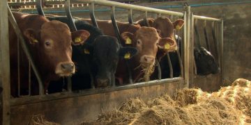 NI Climate Bill: Farming dominates debate