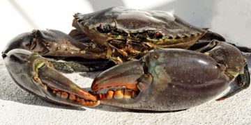 Shellfish fit in the future food framework