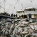 Trawling emits as much CO2 as global aviation