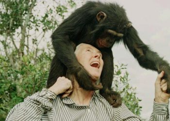 Conservationist Jane Goodall wins Templeton Prize