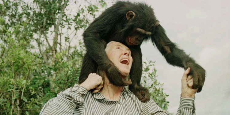 Conservationist Jane Goodall wins Templeton Prize