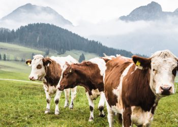 Agriculture cows in the picture, mountains and green grass on background