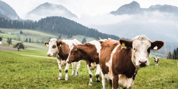 Agriculture cows in the picture, mountains and green grass on background
