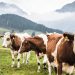 Agriculture cows in the picture, mountains and green grass on background