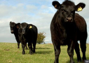 Farmers raise ‘deep concerns’ over Australia trade deal