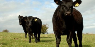 Farmers raise ‘deep concerns’ over Australia trade deal