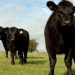 Farmers raise ‘deep concerns’ over Australia trade deal