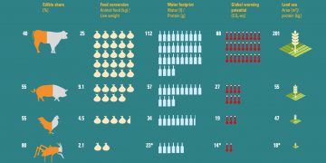 Are insects safe to eat? FAO explains