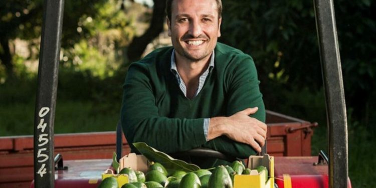 Growing avocados in Sicily and climate change