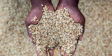 World’s food supply slammed by drought, floods and frost