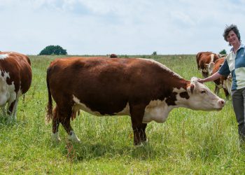 Once-in-a-generation chance to fix food labelling, says consortium