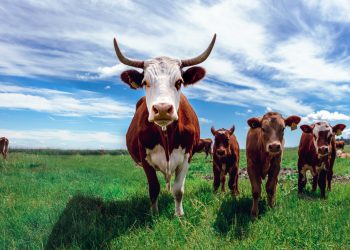 Feeding cows seaweed reduces contribution to climate change