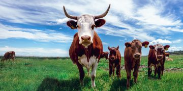 Feeding cows seaweed reduces contribution to climate change