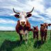 Feeding cows seaweed reduces contribution to climate change
