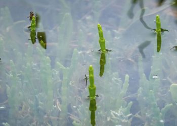 England's delectable fleeting vegetable