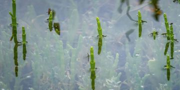 England's delectable fleeting vegetable