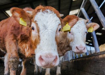 Climate change: Scottish farmers want a universal on-farm calculator