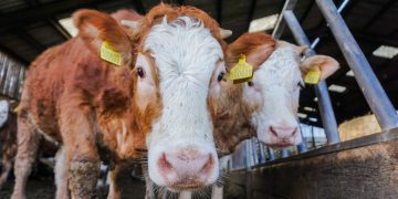 Climate change: Scottish farmers want a universal on-farm calculator