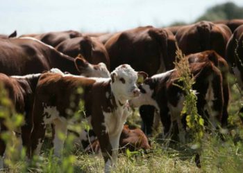 Food industry starts to measure sustainability