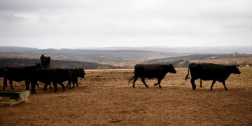 US sees spike in contaminated Aus meat