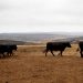 US sees spike in contaminated Aus meat