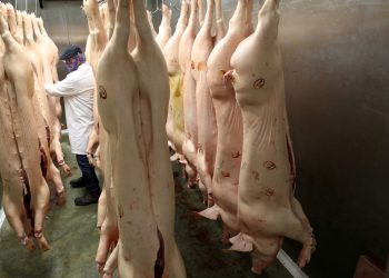 Save our bacon, British pig cull looms