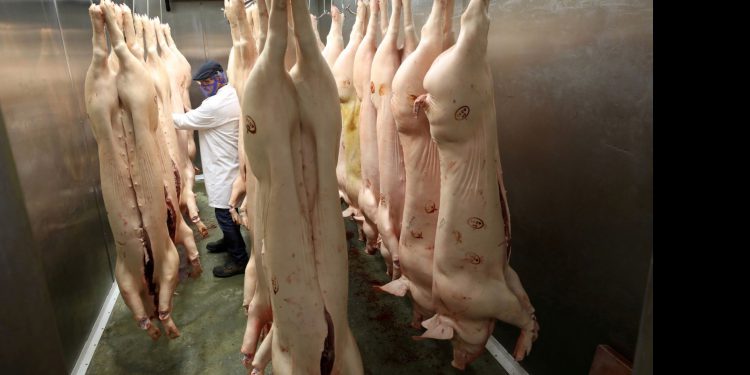 Save our bacon, British pig cull looms