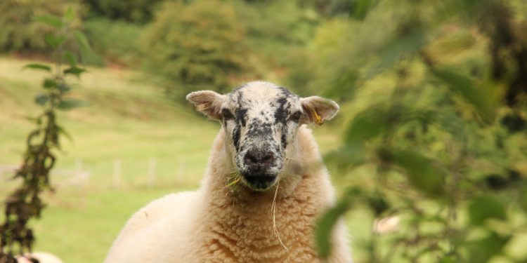 Lost income could lead to less eco-friendly English farming