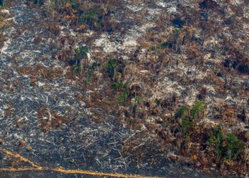 Flaws in deforestation pledge leave supply intact