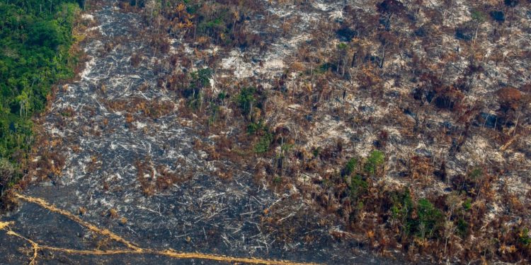 Flaws in deforestation pledge leave supply intact