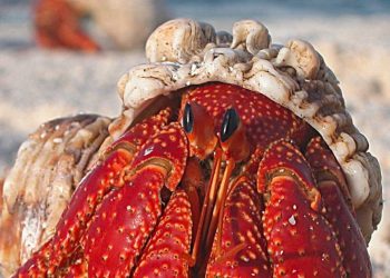 Future UK laws to respect the distress and pain of lobsters, crabs and octopuses