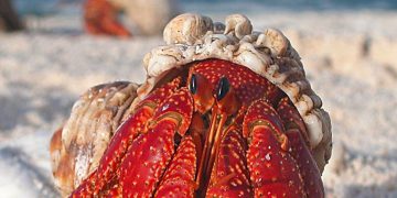 Future UK laws to respect the distress and pain of lobsters, crabs and octopuses