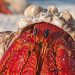 Future UK laws to respect the distress and pain of lobsters, crabs and octopuses