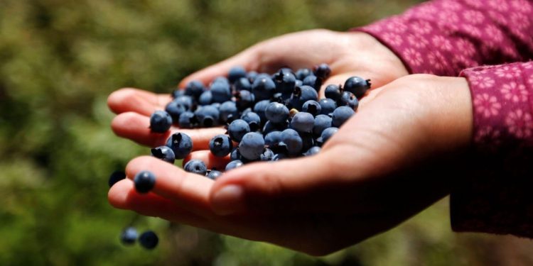 Maine’s new right to food’s legal challenges